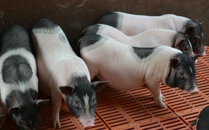 香猪养殖前景如何 如何饲养小香猪?