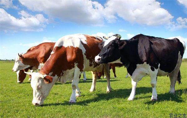 奶牛养殖的饲养问题与解决