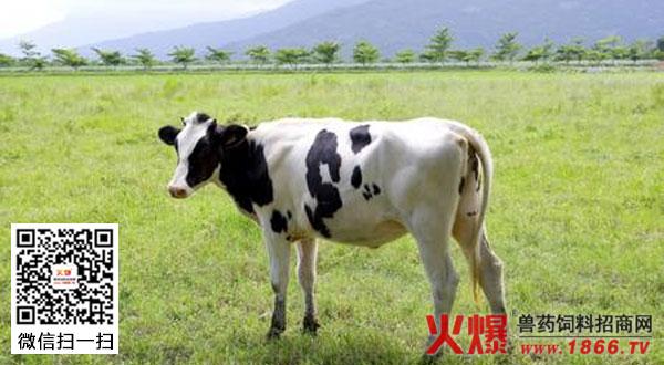 合理分群的方法介绍(图)   在奶牛的养殖过程中,随着技术进步,饲养