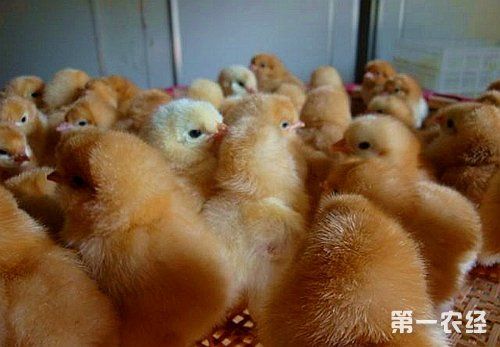 因42日龄以内的雏鸡死亡率较高,所以这段时间对小鸡的饲养管理要细心